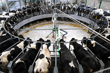 Fully automated dairy industry | YTE Milk